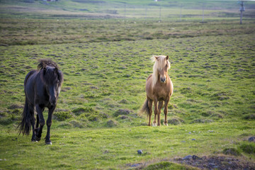two iceland horses