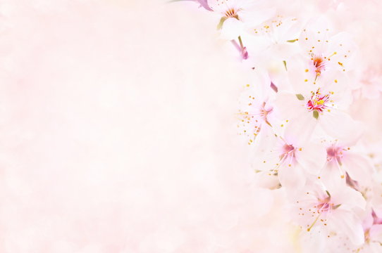 Spring blossom/springtime cherry bloom, toned, bokeh flower background, pastel and soft floral card, toned