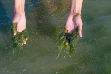 Green algae on the hands, muddy water, sea pollution.