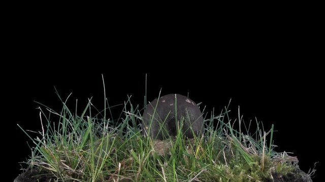 Time-lapse of growing bolete (Boletus Edulis) mushroom 2x3 in a forest in DCI 2K PNG+ format with ALPHA transparency channel isolated on black background.
