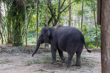 Fototapeta na wymiar Elephant in the jungle