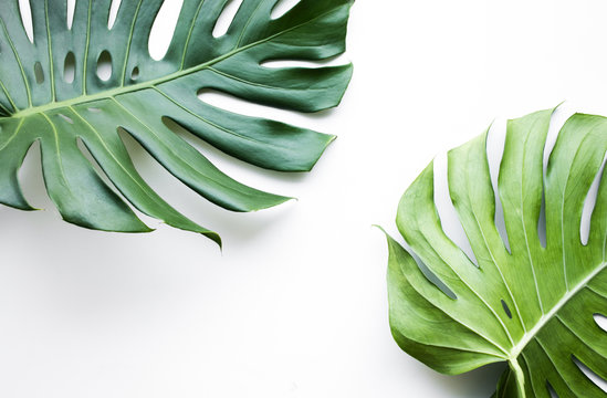 Real monstera leaves set on white background.Tropical,botanical nature concepts ideas.flat lay