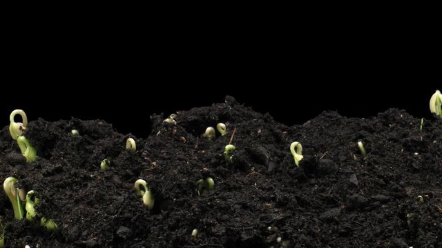 Time-lapse of growing mung beans 6x1 in PNG+ format with ALPHA transparency channel isolated on black background
