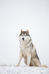 Gray Siberian husky sits in the snow. Portrait of a dog. A dog on a natural background.