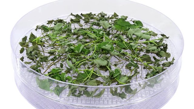 Time-lapse of drying (dehydrating) melissa (Melissa officinalis) herb 1a2 in UHD 4K format
