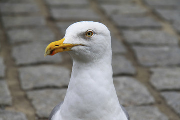 Möwe mit ernstem Blick