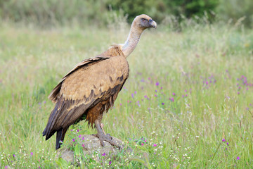 Vulture on a stone