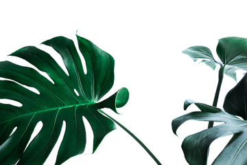 Real monstera leaves decorating for composition design.Tropical,botanical nature concepts - obrazy, fototapety, plakaty