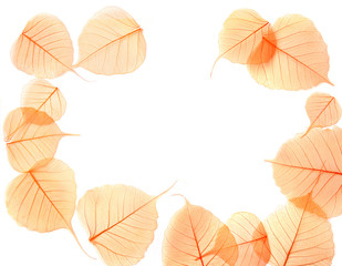 Dried transparent leaves isolated on white background. Beautiful nature pattern with empty place. Dried skeleton leaves texture. Dried florist supplies.
