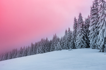Winter forest in Beskidy mountains, Poland