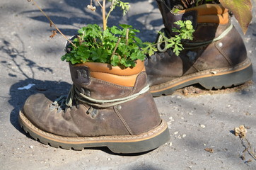 Recycling, Guerilla Gardening , Bepflanzte Bergstiefel als Gartendekoration