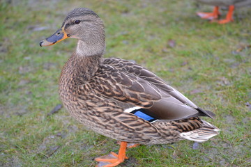Birds - swan, goose, duck - one big family!