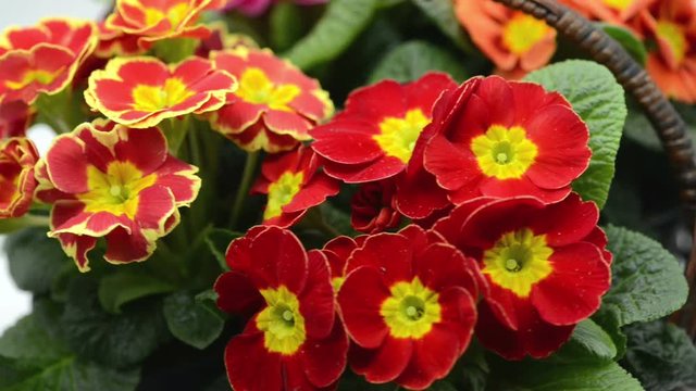 group of primula flowers turning around in a basket