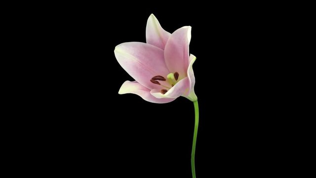 Time-lapse of opening pink Longiflorum lily (Digital Imaging Cinema DCI-2K) in PNG+ format with ALPHA transparency channel isolated on black background
