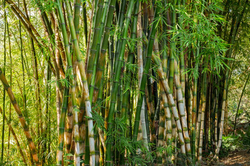 a bamboo plantation