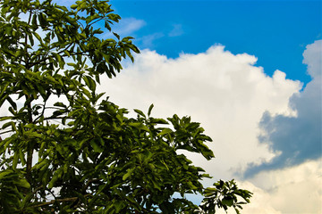 Obraz premium NATURE