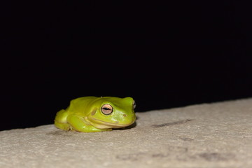 Green Little Frog