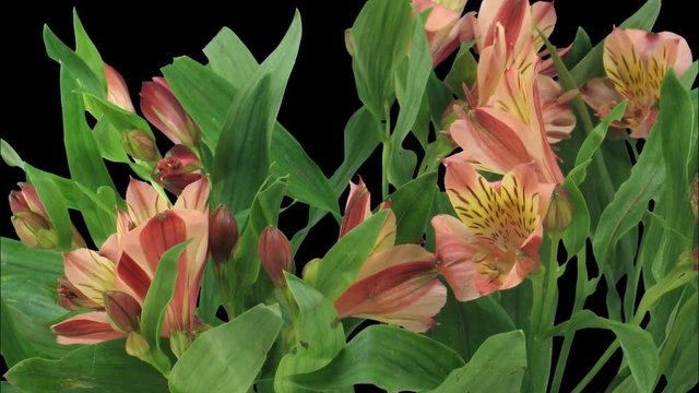Time-lapse of opening yellow-red Peruvian Lily (Alstroemeria Casablanca) 2a4 in 2K PNG+ format with ALPHA transparency channel isolated on black background
