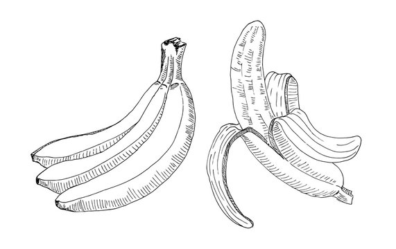 sketch of a bunch of bananas and a peeled banana. Handmade drawing with a marker. Vector