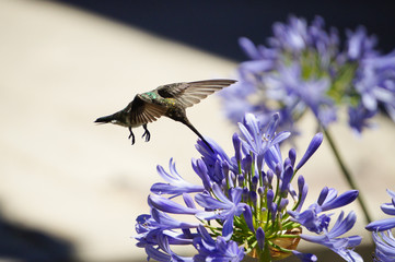 animales   aves , colibri © christian