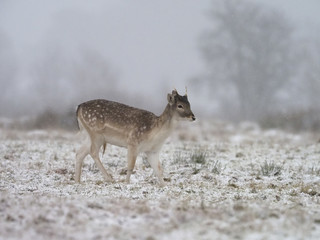 Fallow deer, Dama dama