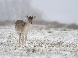 Fallow deer, Dama dama
