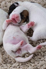 newborn puppies breed jack russel terrier sleeping