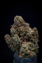 Cannabis Bud: Albert Walker