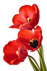 Isolated tulip flowers on a white background
