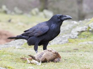Raven, Corvus corax