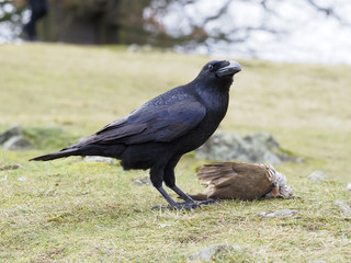 Raven, Corvus corax