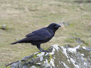 Raven, Corvus corax