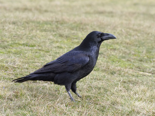 Fototapeta premium Raven, Corvus corax