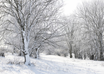 Fototapeta na wymiar bright winter forest with snow, beautiful wild landscape with trees and glade