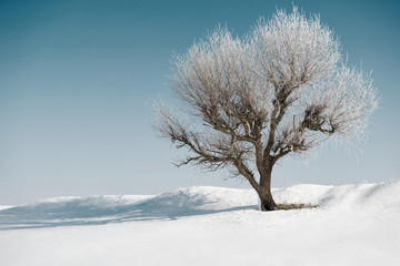 one tree on blue sky and white snow in winter, beautiful wild landscape, nature concept