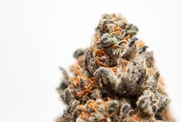 Cannabis Flower Macro - Strain: Purple Kool Aid