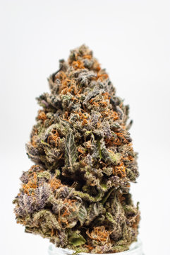 Cannabis Flower Macro - Strain: Purple Kool Aid