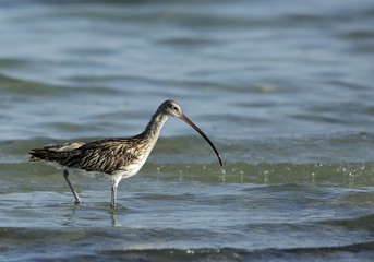 Eurasian curlew  moving in water