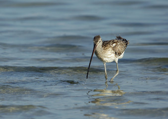 Curlew at Busaiteen coast, Bahrain 