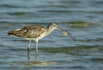 Curlew holding a crab, Bahrain 