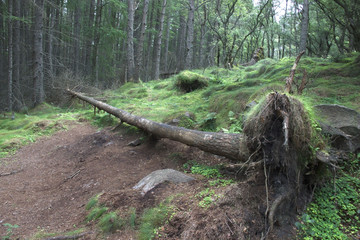 Overturned tree in the forest. Hurricane damage.