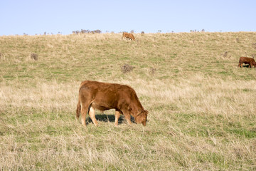 Cows in field in early evening