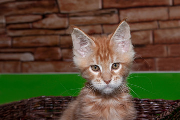 Ginger maine coon kitten is sitting in a wicker basket. Two month old.