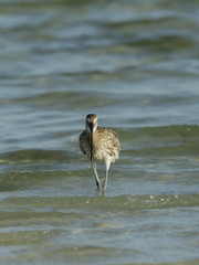 Curlew in Busaiteen water