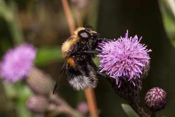 Bumblebee is gathering nectar from a thistle flower. Animals in wildlife.