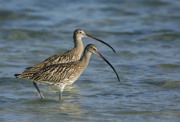 A pair of Curlews at Busaiteen coast,Bahrain 
