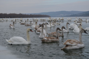 Swans on the river