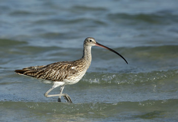 Curlew moving in high tide at Busaiteen coast, Bahrain 