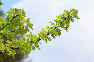 Green leaves of acacia in a spring blooming. Beautiful spring.