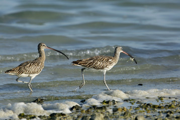 A pair of Curlew